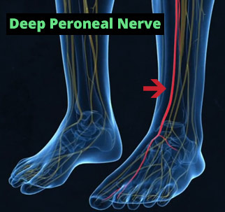 the deep peroneal nerve